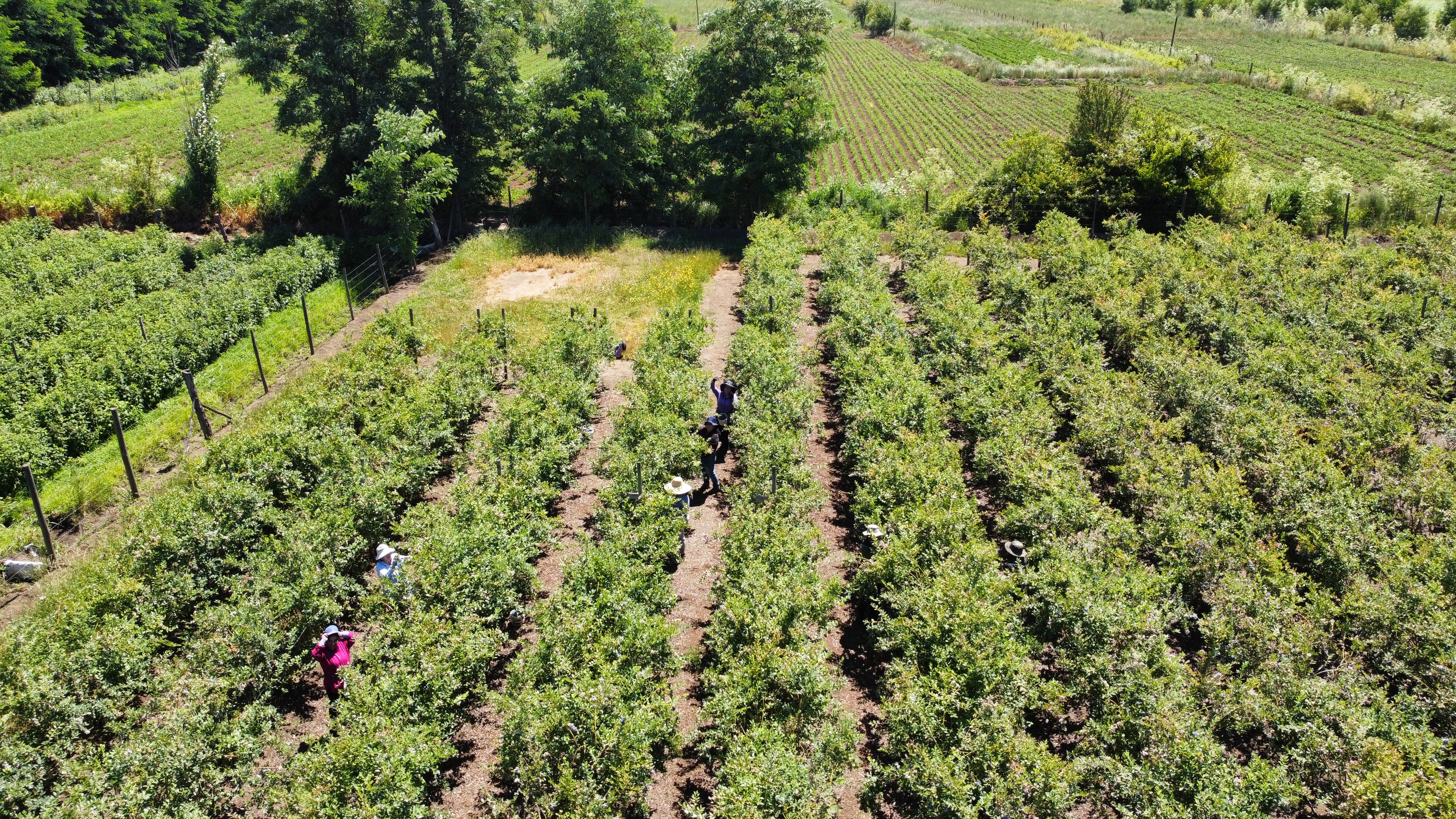 Cosecha de arándanos