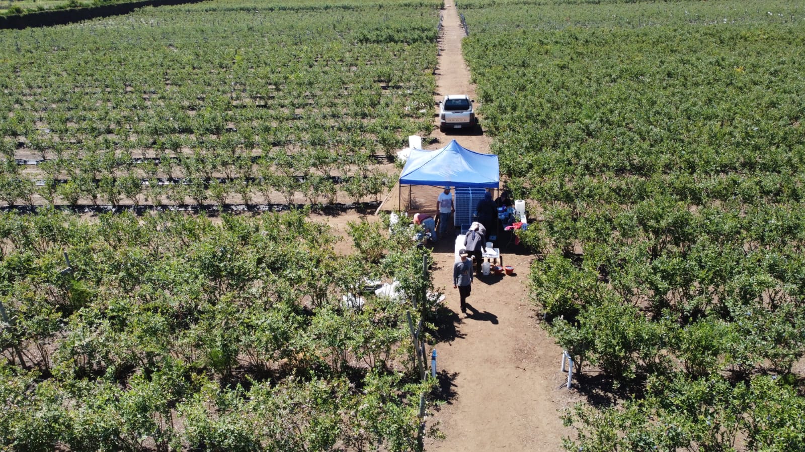 Cultivo de arándanos