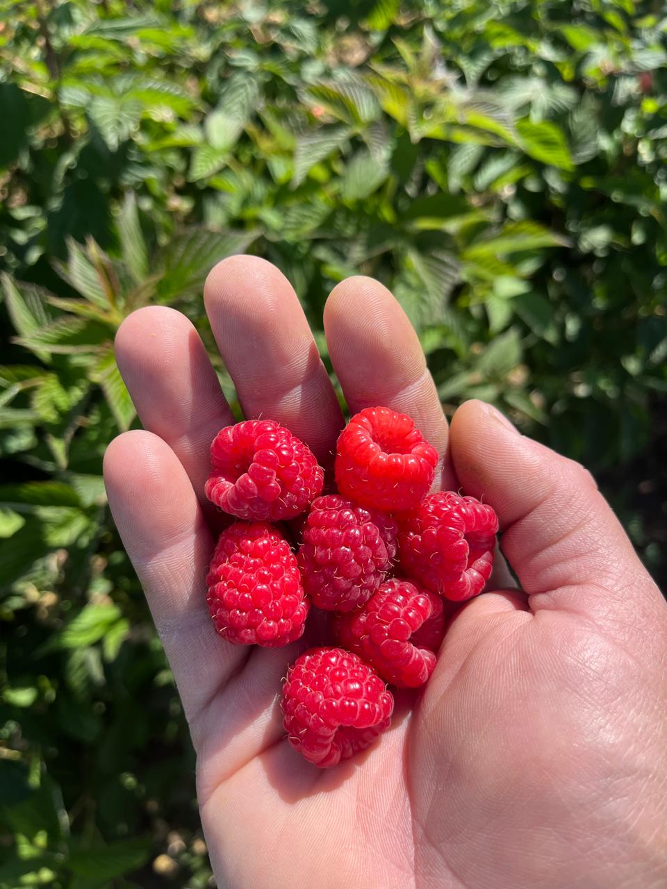 Cosecha de frambuesas
