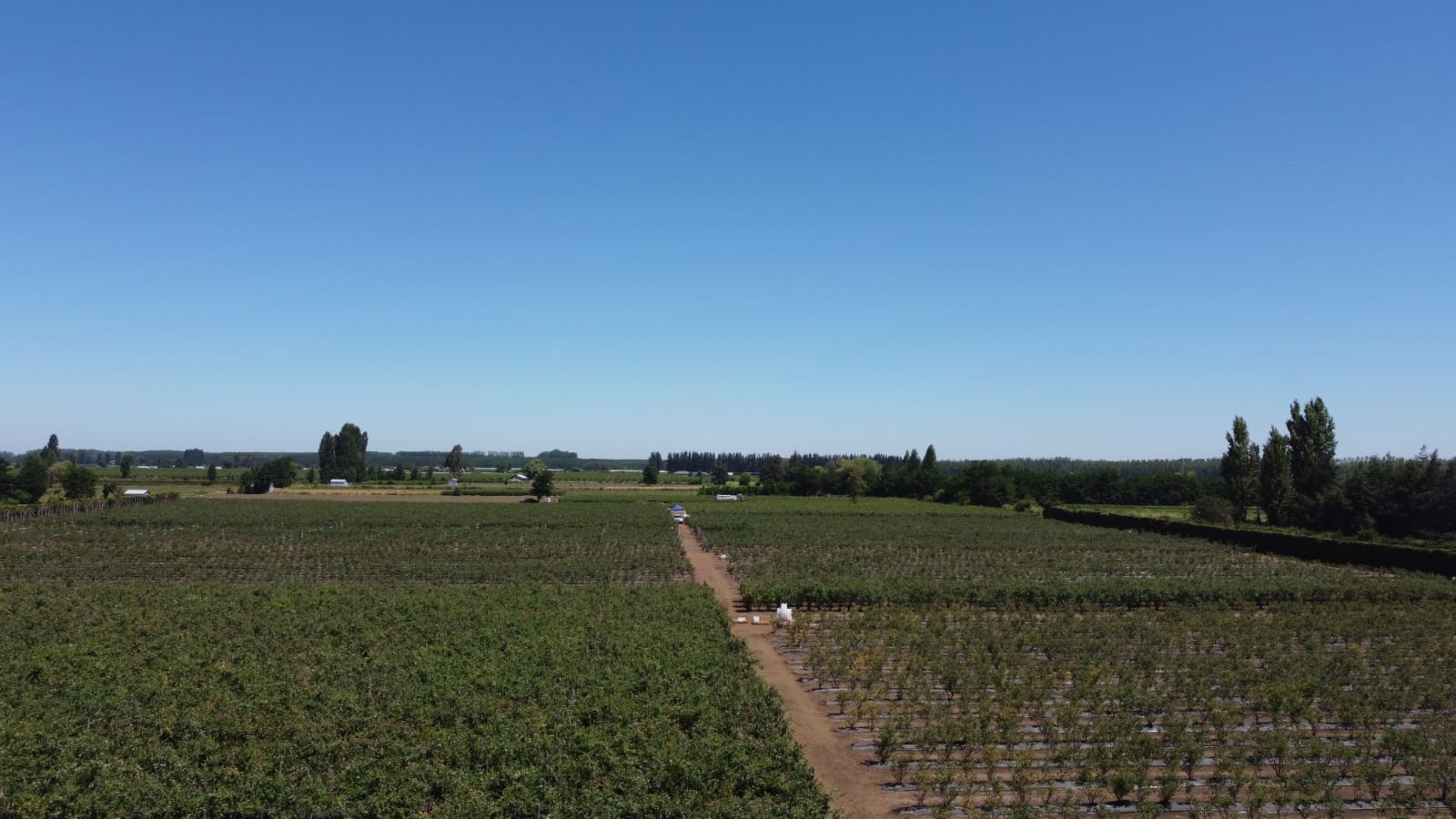 Paisaje agrícola Chile